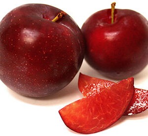 Santa Rosa Plums