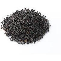 Canola Seeds