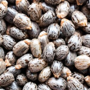 Castor Seeds