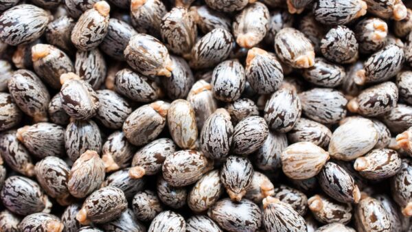 Castor Seeds